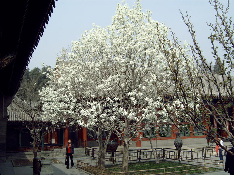 Magnolia op binnenplein Zomerpaleis
