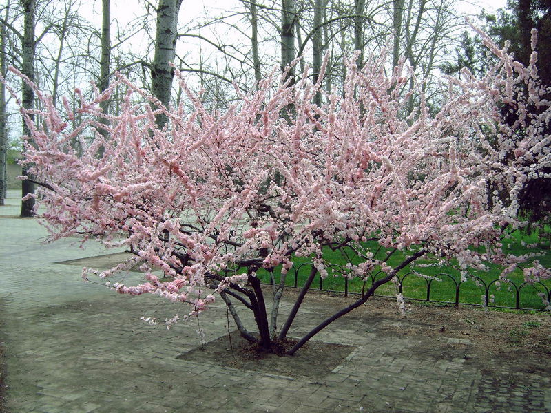 Prunus in volle bloei
