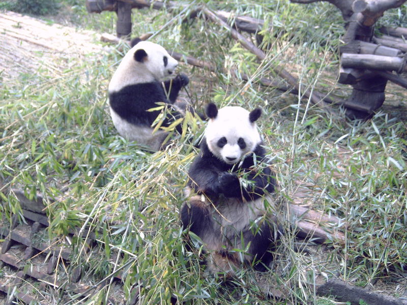 knabbelende panda's aan bamboe
