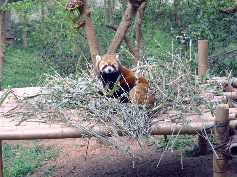 rode panda
