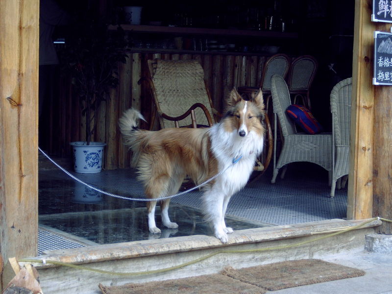 mooie lassie hond
