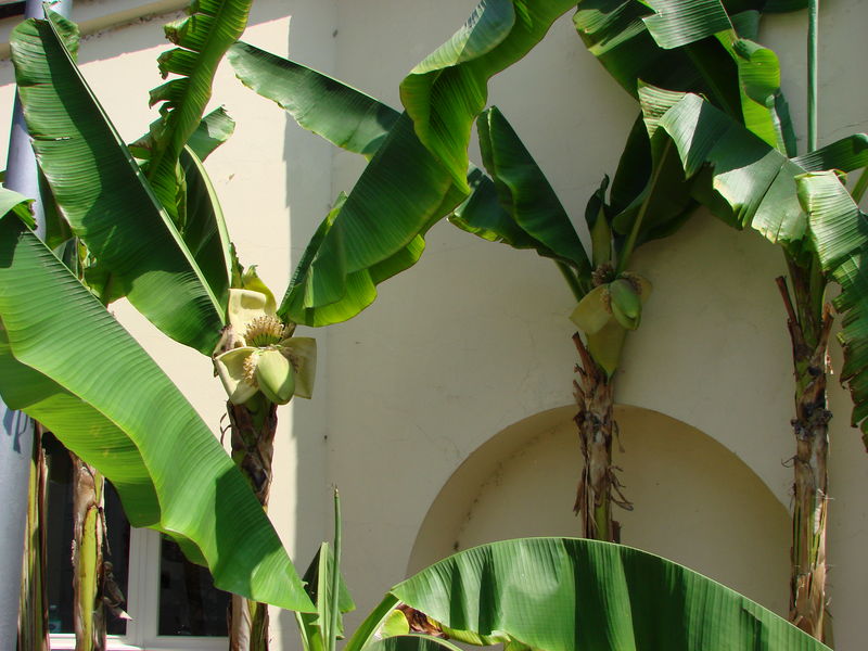 Bananenplanten
