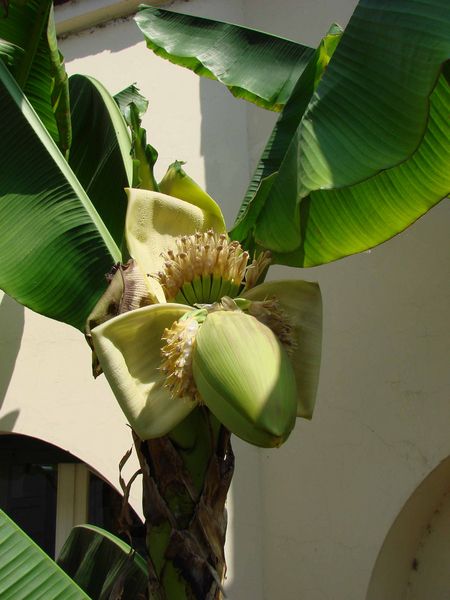 Bloem bananenplant met kleine banaantjes

