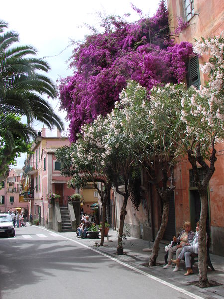 Monterosso - Bougainvillia en Oleanders

