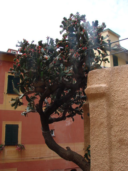Cactusboom Portofino
