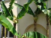 Italie014-Bananenplant.jpg