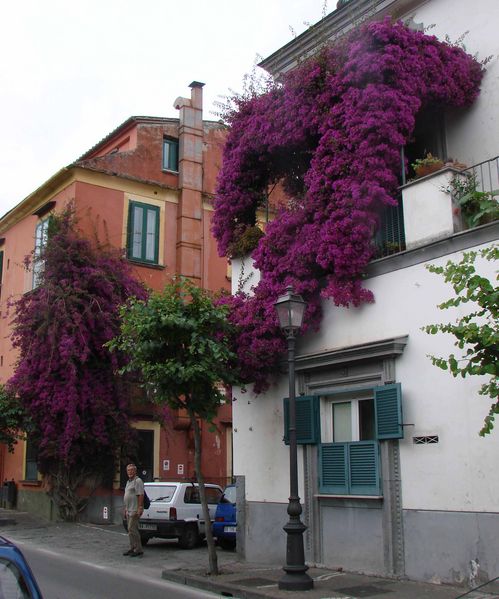 Bougainvillia in Sorrento
