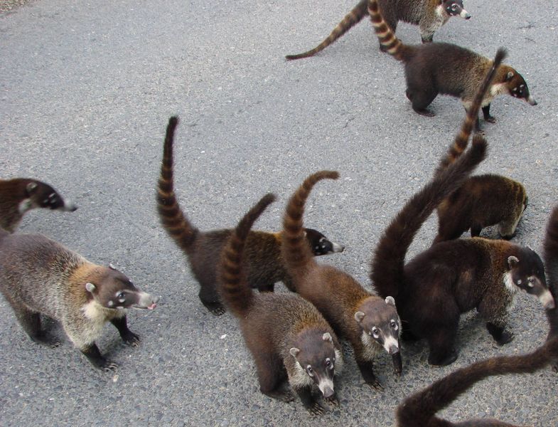 groepen Coati's op de weg
