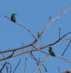 DSC01810-kolibries.jpg