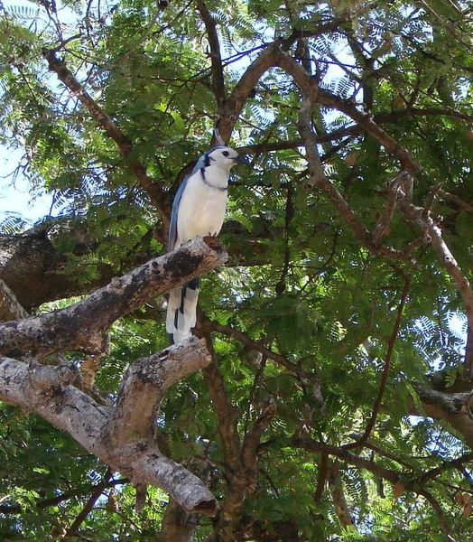 White throated magpie-jay
