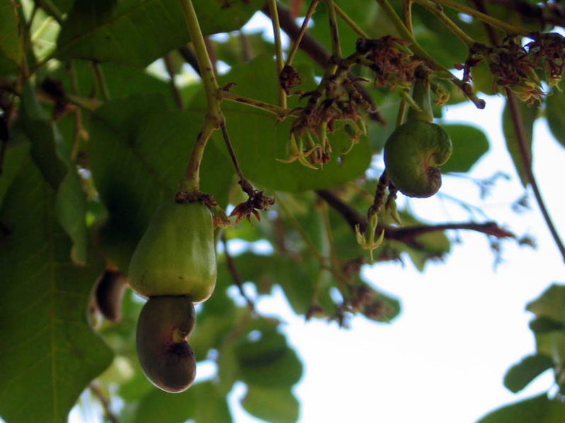 Cashew noten
