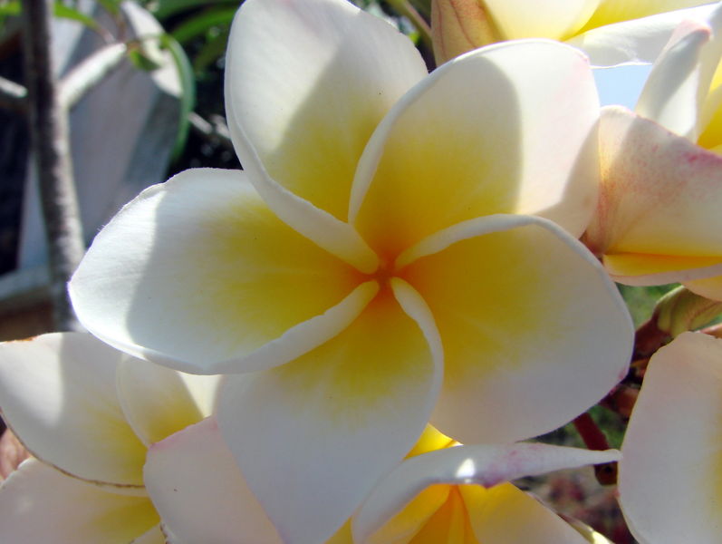 de Frangipani.
