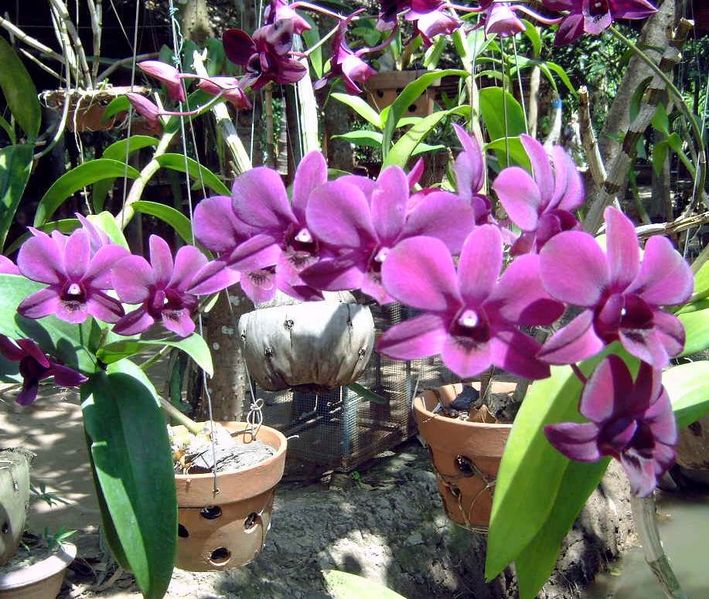 OrchideeÃ«n tuin
