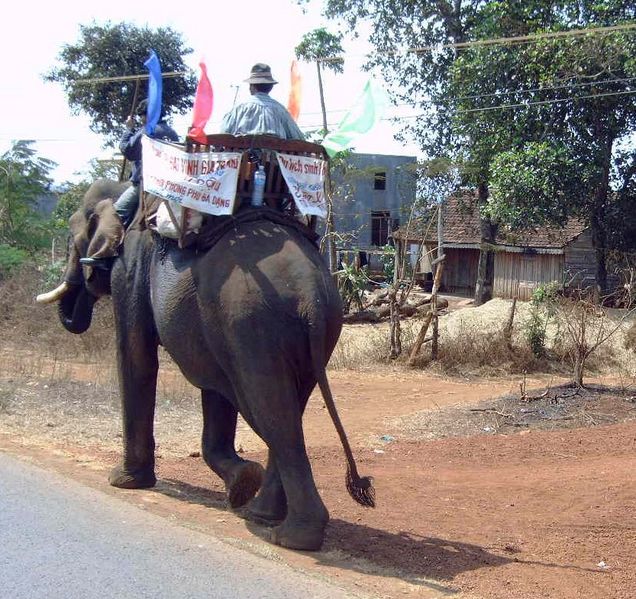 Een echte werkolifant langs de weg

