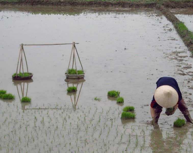 Uitzetten van rijstplantjes
