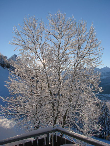 Zon door besneeuwde boom
47.055023,8.637761
Keywords: Summeraubrig, Seewen Schwyz