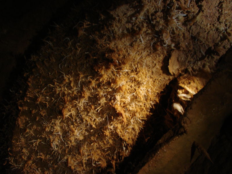 Helictite in de grot van TOURTOIRAC
