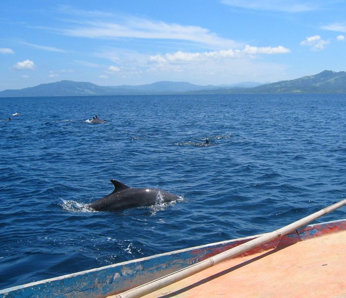 Dolfijnen bij Bunaken
