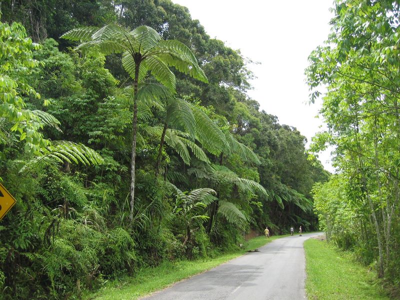 asfaltweg door regenwoud Ceram
