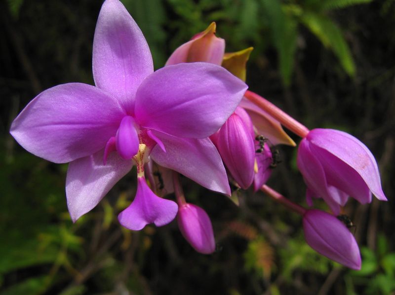 Wilde orchidee
