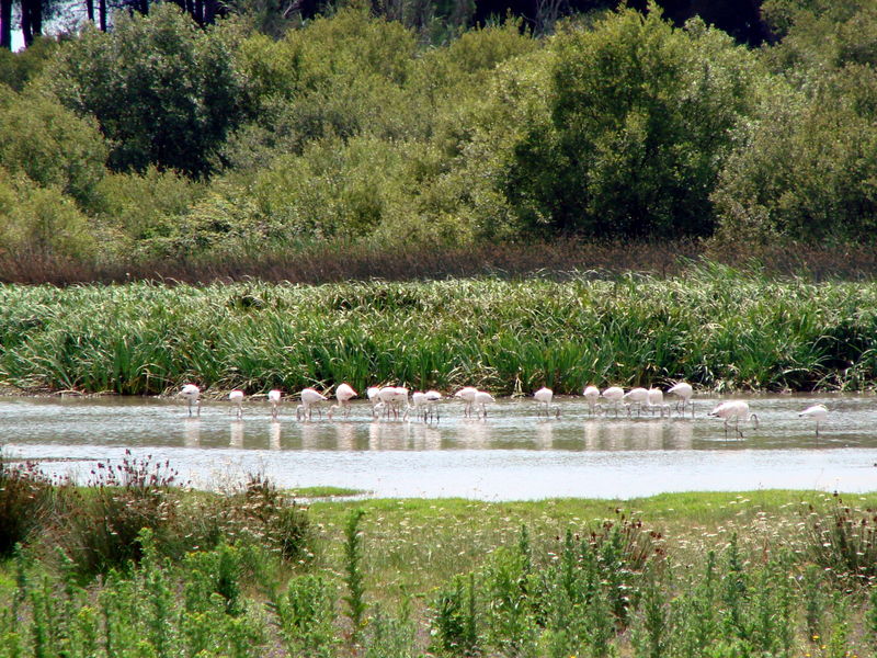  Nationaal Park van DoÃ±ana - Flamingo's
