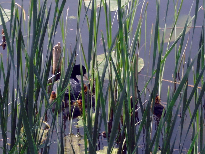 Kinderdijk (jonge meerkoeten) 12 mei 2006

